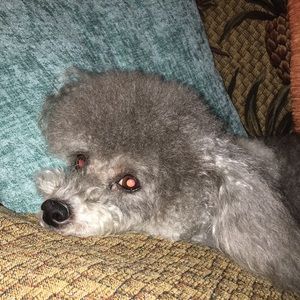 Meet your Posher, Phyllis